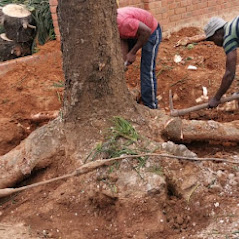 Tree Removal Image